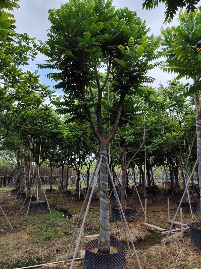 麻楝骨架货15-20公分基地直销欢迎现场考察