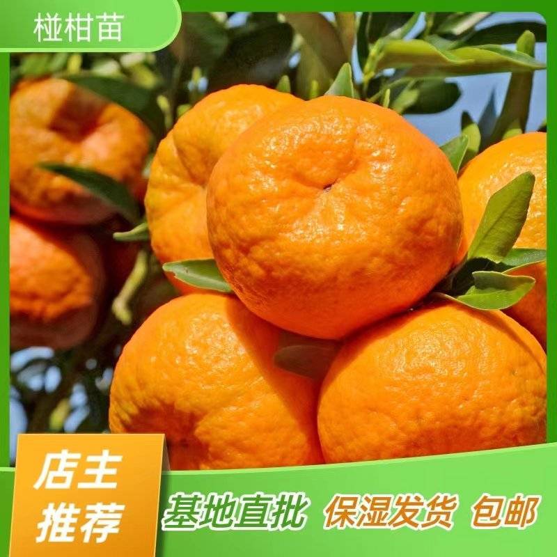 碰柑苗晚碰树苗柑橘苗嫁接苗产地直销【批发】技术指导