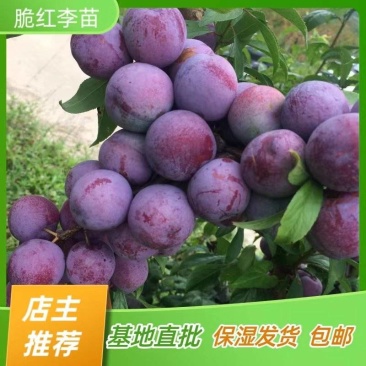 脆红李子树苗脱骨李子苗嫁接苗产地直销【批发】技术指导