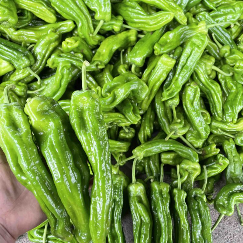 精品芜湖椒薄皮椒