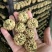 坚果丸子（源头工厂一手货源，适合摆摊展会赶集）