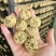 坚果丸子（源头工厂一手货源，适合摆摊展会赶集）
