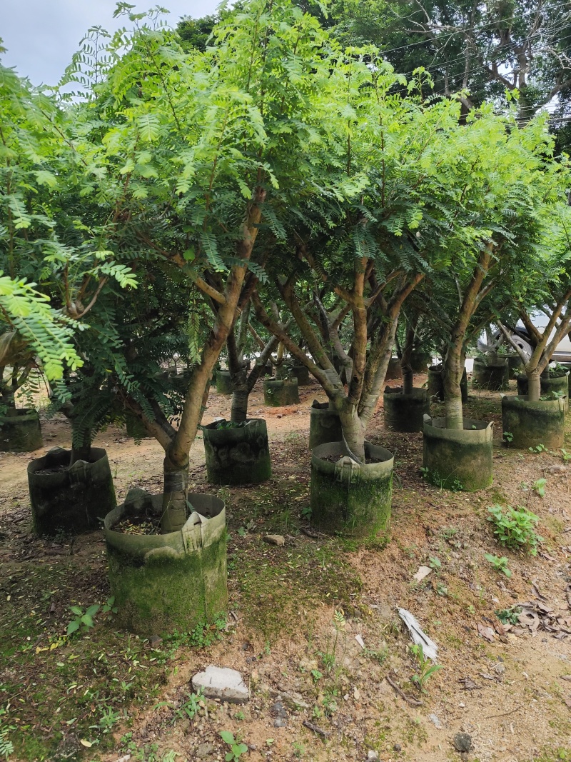 油甘果苗8-10公分余甘果苗基地直销一手货源欢迎咨询