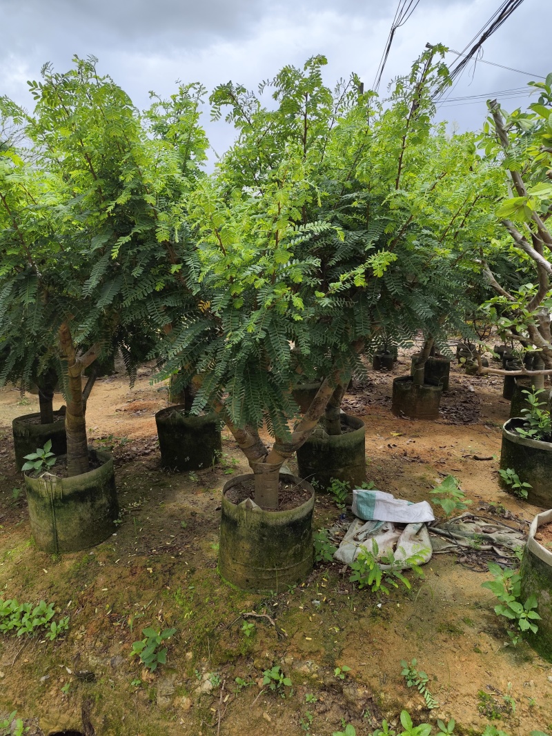 油甘果苗8-10公分余甘果苗基地直销一手货源欢迎咨询