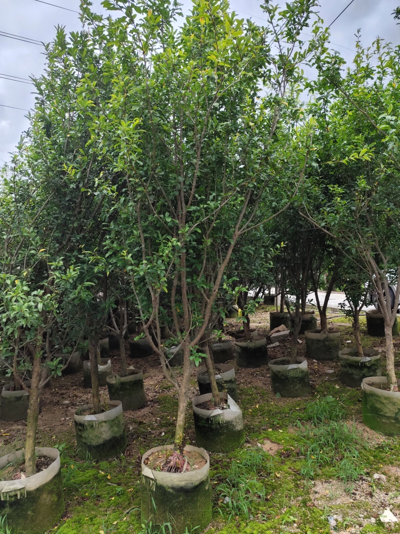 石榴苗5-8公分出售基地大量供应一手货源欢迎咨询采购