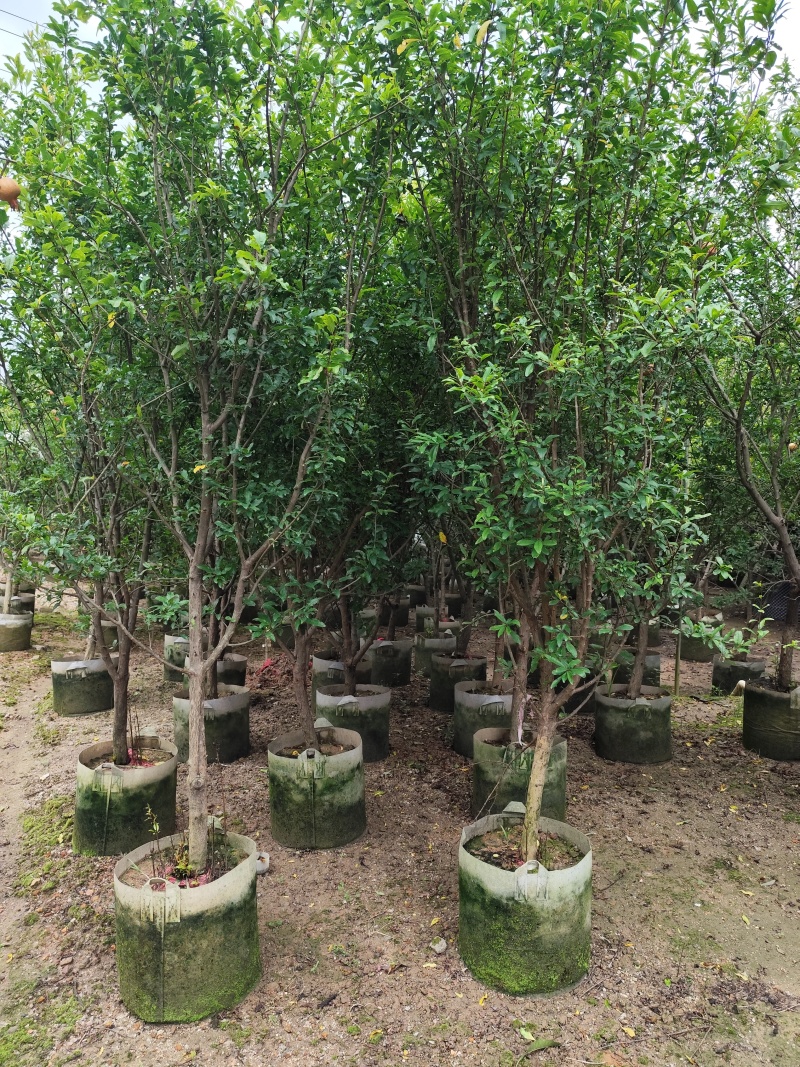 石榴苗5-8公分出售基地大量供应一手货源欢迎咨询采购