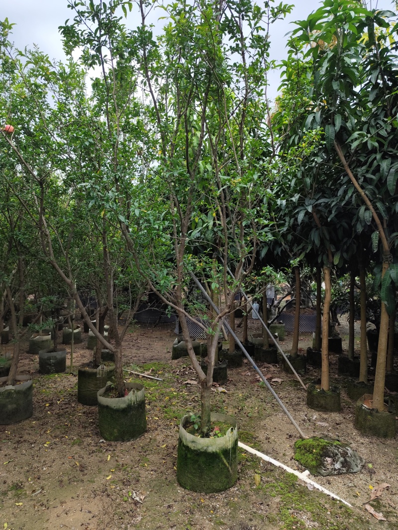 石榴苗5-8公分出售基地大量供应一手货源欢迎咨询采购