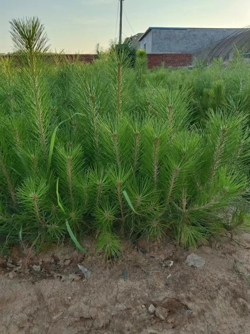 油松杯苗大量供应，基地直发，货源充足，量大从优