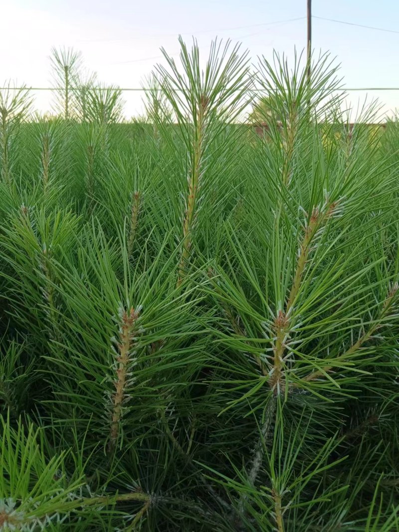 油松杯苗大量供应，基地直发，货源充足，量大从优