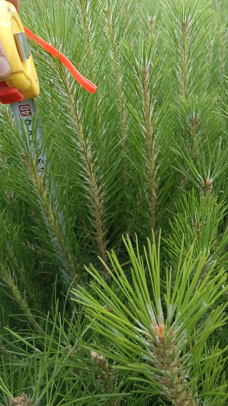 油松杯苗大量供应，基地直发，货源充足，量大从优