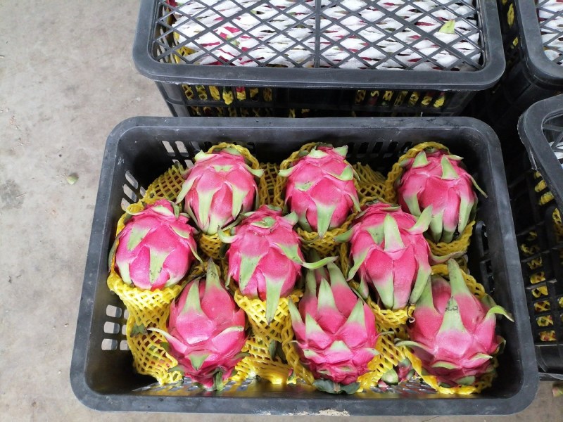 火龙果