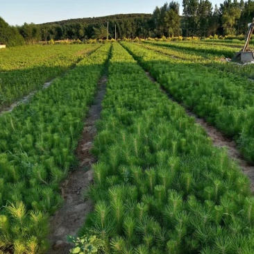 油松杯苗大量供应，基地直发，货源充足，量大从优