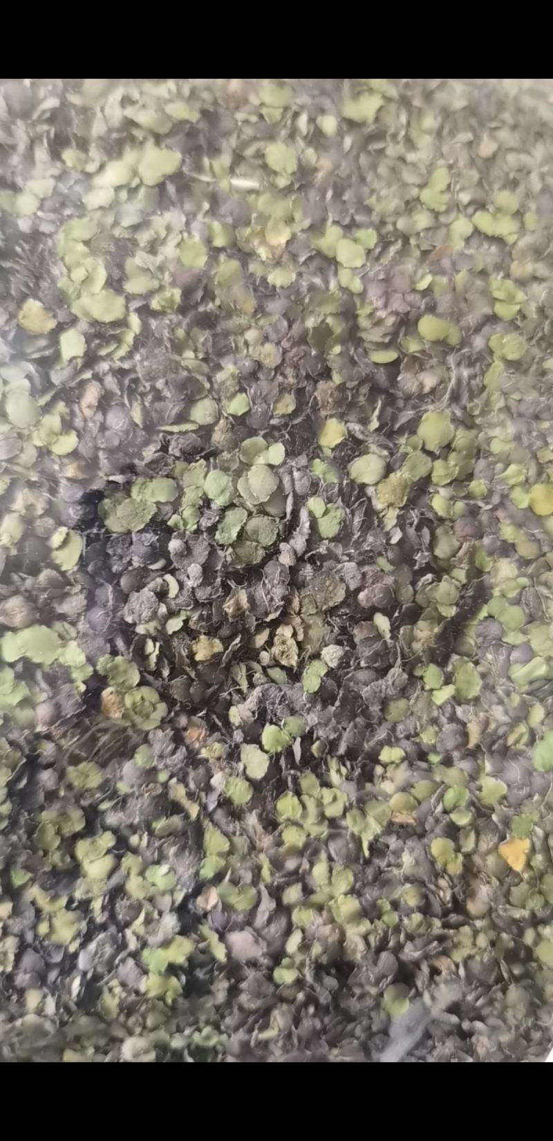 浮萍草江苏1公斤起批无硫无添加不包邮正品