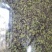 浮萍草江苏1公斤起批无硫无添加不包邮正品