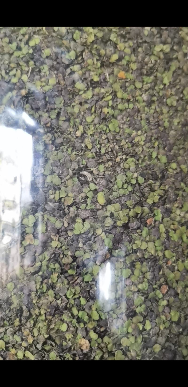 浮萍草江苏1公斤起批无硫无添加不包邮正品