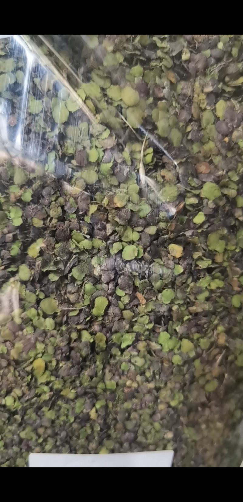 浮萍草江苏1公斤起批无硫无添加不包邮正品