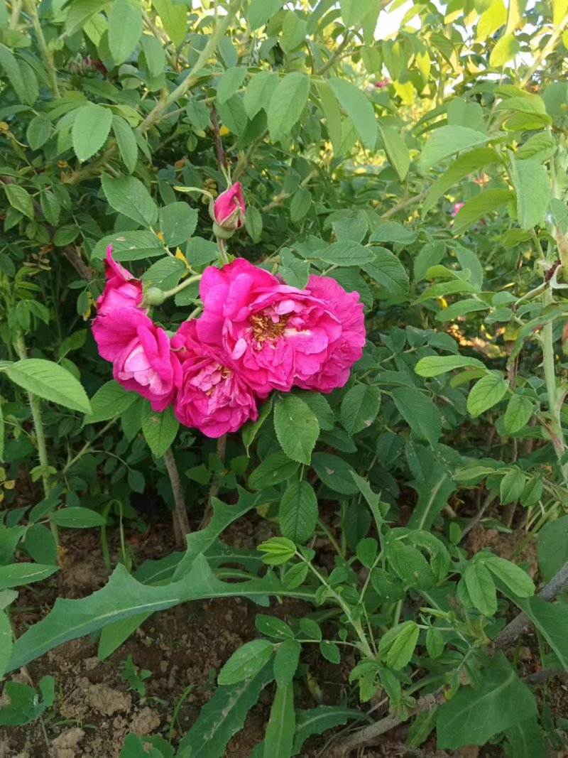 四季玫瑰大量上市，花期长鲜活味道清香，成活率高欢迎订购