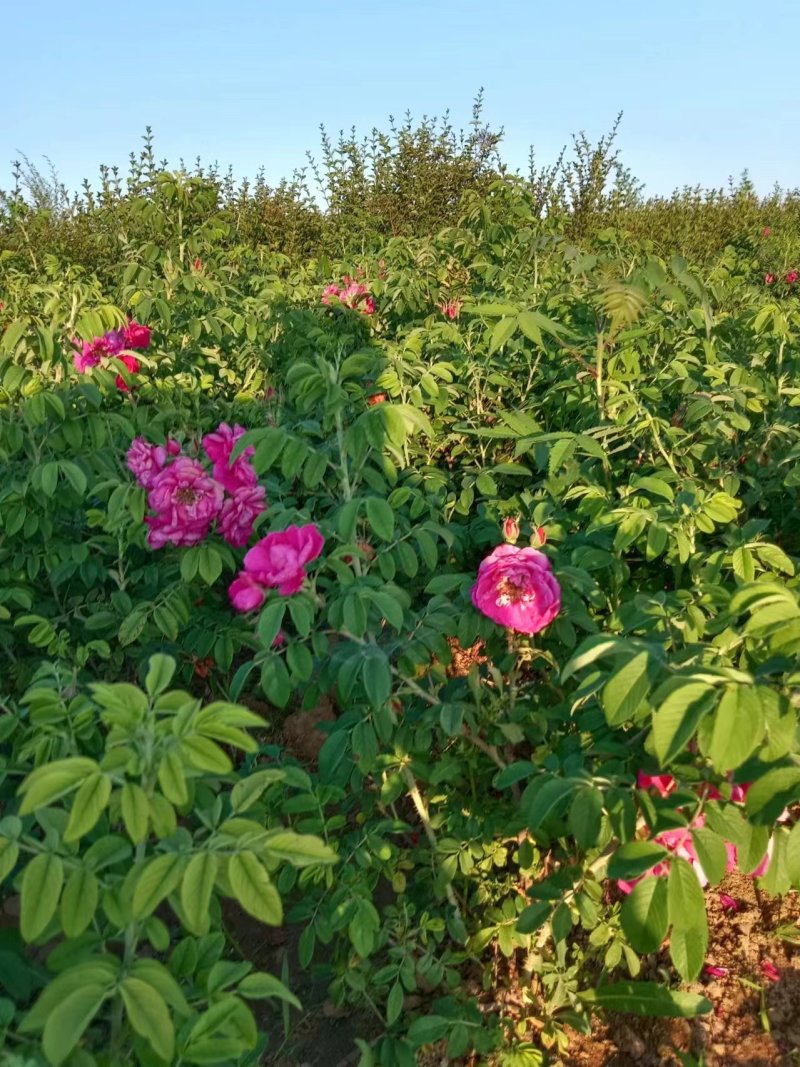 四季玫瑰大量上市，花期长鲜活味道清香，成活率高欢迎订购