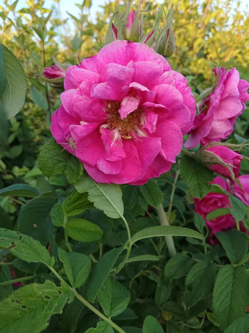 四季玫瑰大量上市，花期长鲜活味道清香，成活率高欢迎订购
