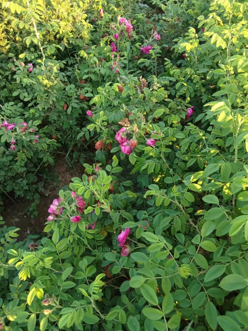 四季玫瑰大量上市，花期长鲜活味道清香，成活率高欢迎订购