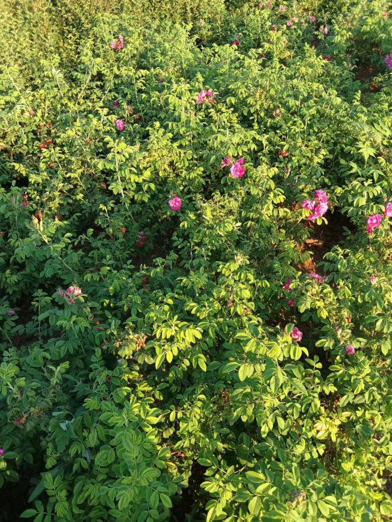 四季玫瑰大量上市，花期长鲜活味道清香，成活率高欢迎订购