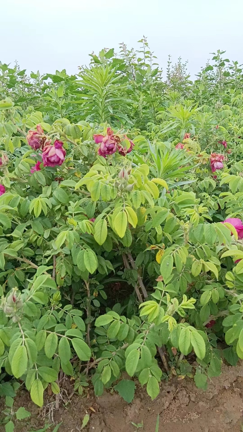 四季玫瑰大量上市，花期长鲜活味道清香，成活率高欢迎订购