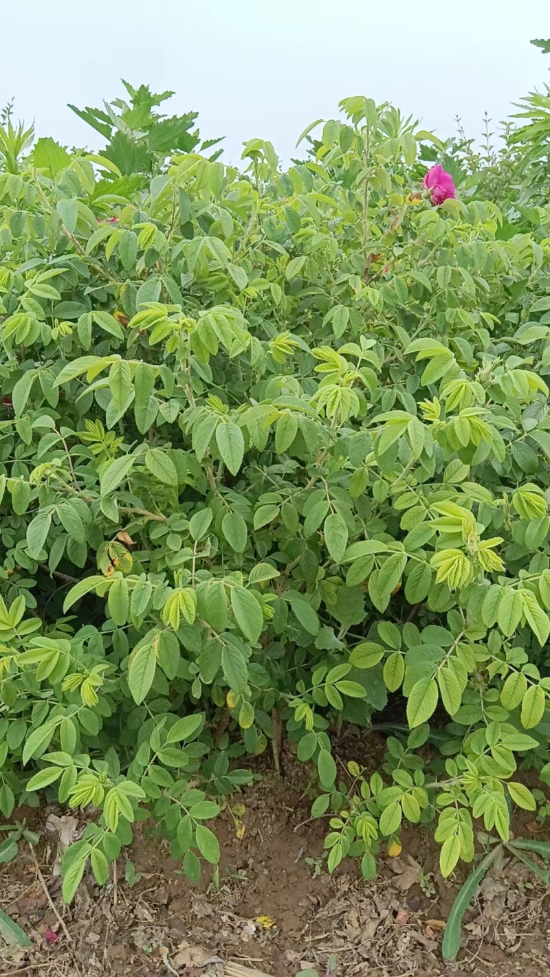 四季玫瑰大量上市，花期长鲜活味道清香，成活率高欢迎订购