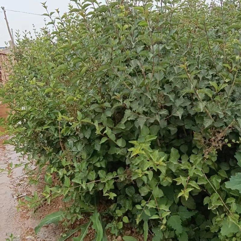 小叶丁香墩货源充足，辽宁阜新产地直发，保质保量，量大优惠