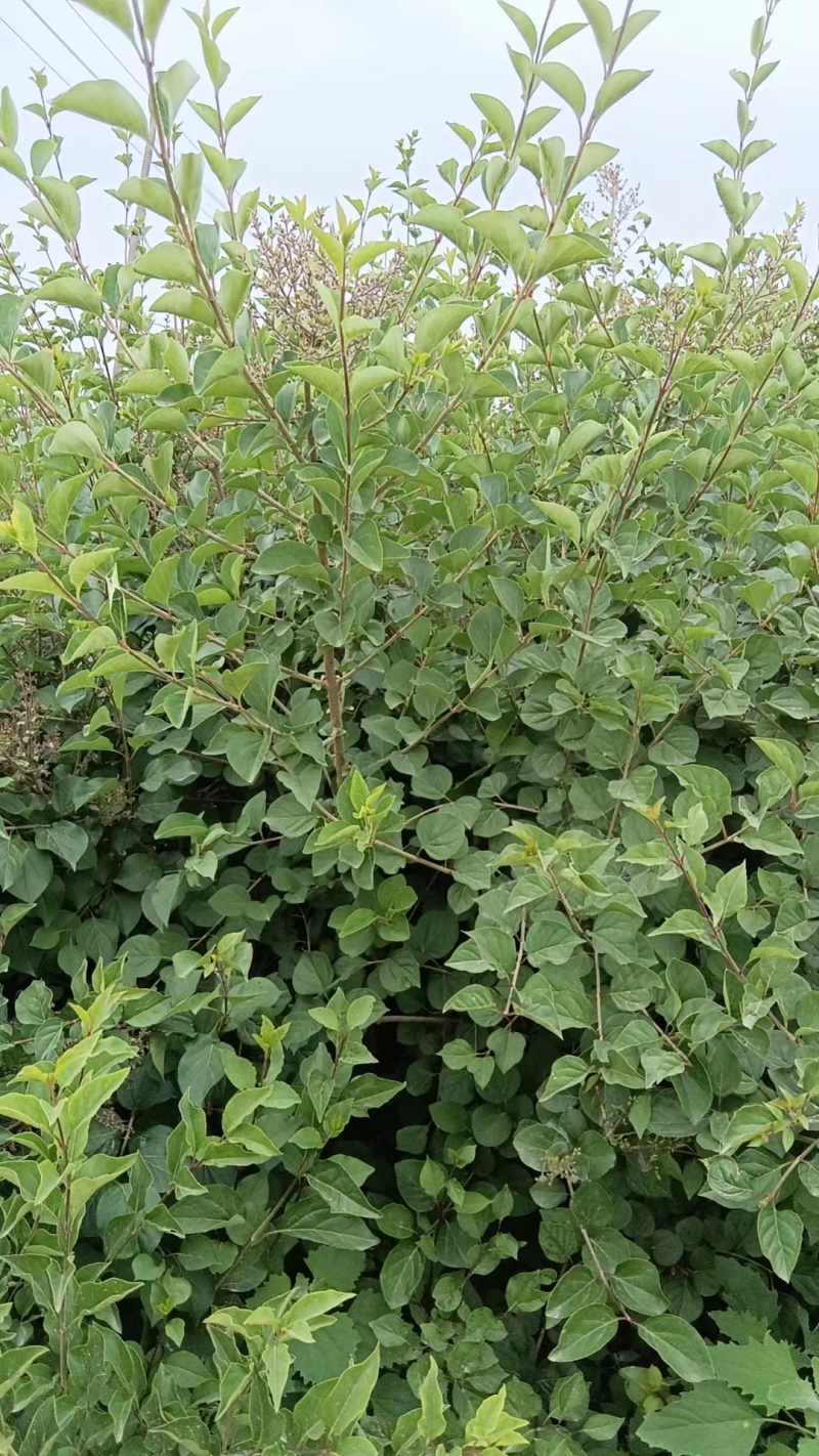 小叶丁香墩货源充足，辽宁阜新产地直发，保质保量，量大优惠