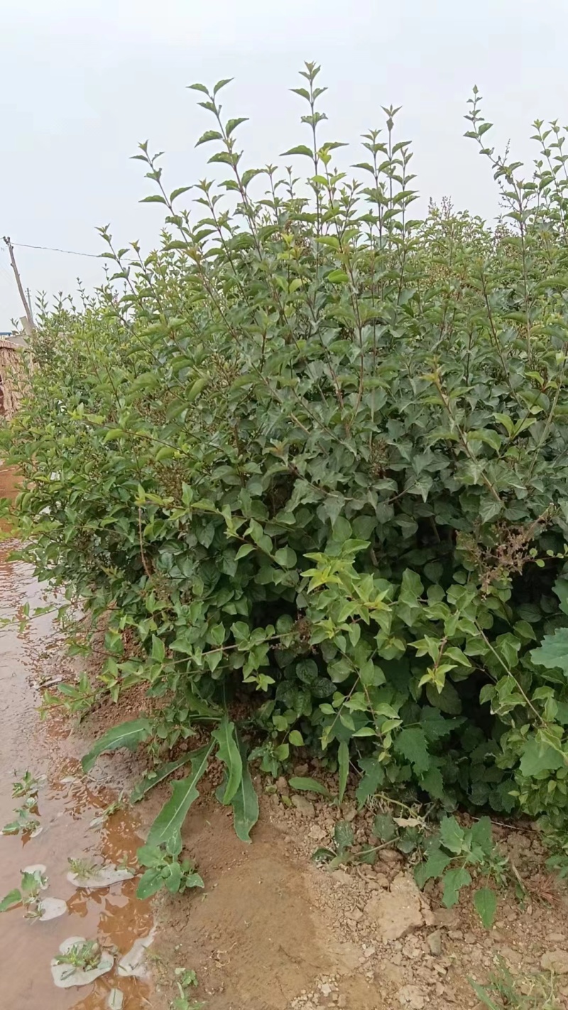 小叶丁香墩货源充足，辽宁阜新产地直发，保质保量，量大优惠