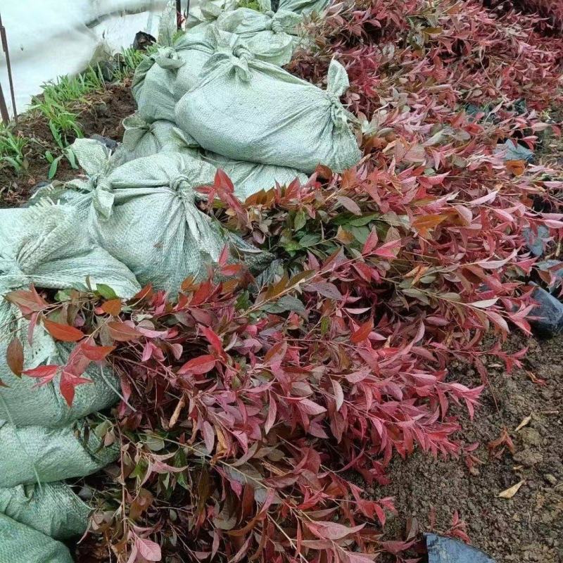 红瑞木杯苗产地直供规格价格优惠全国发货