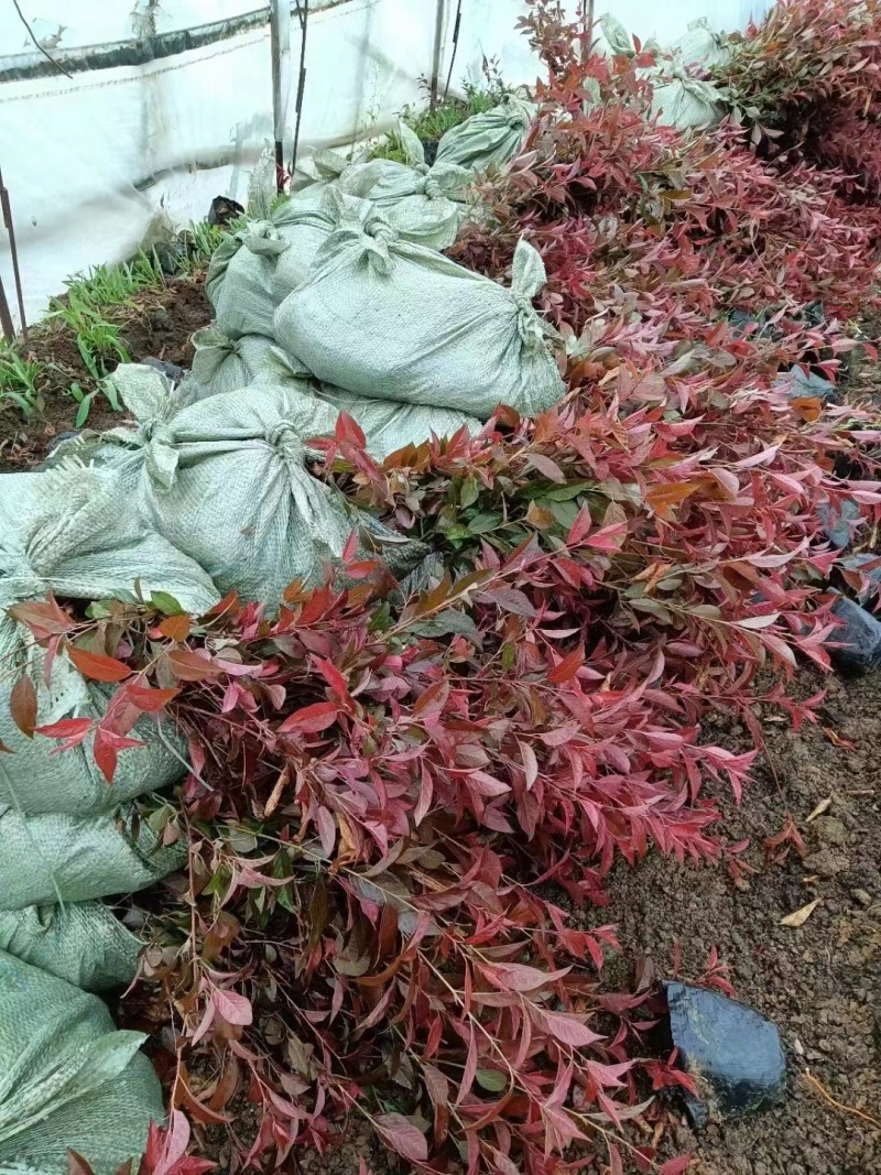 红瑞木杯苗产地直供规格价格优惠全国发货