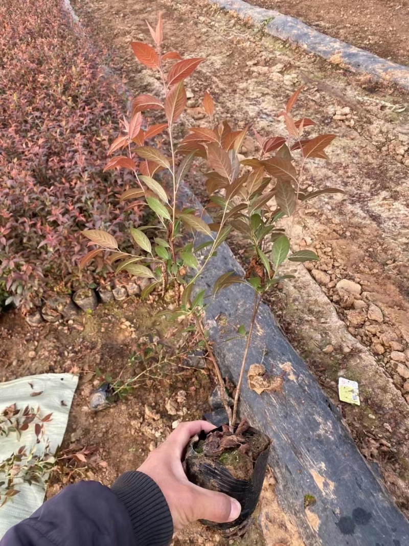 红瑞木杯苗产地直供规格价格优惠全国发货
