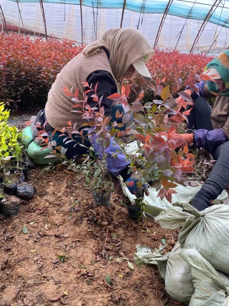 红瑞木杯苗产地直供规格价格优惠全国发货