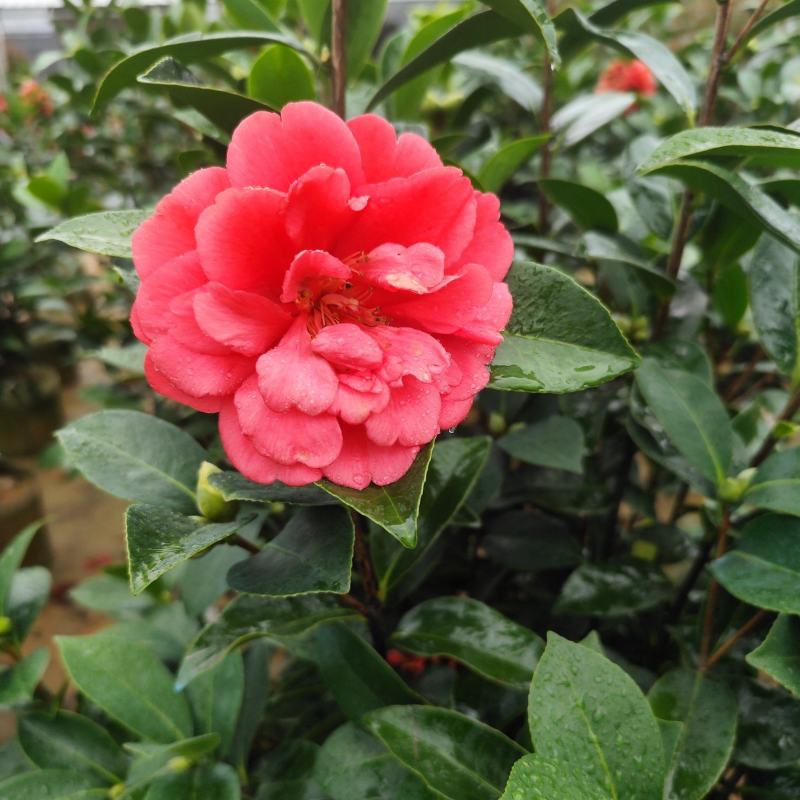 四季茶花3公分大量出售基地直供一手货源欢迎咨询采购