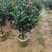 四季茶花3公分大量出售基地直供一手货源欢迎咨询采购