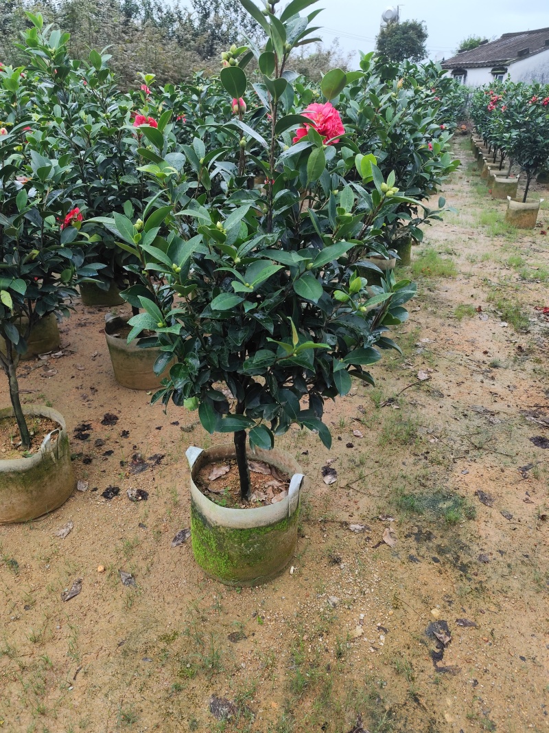 四季茶花3公分大量出售基地直供一手货源欢迎咨询采购