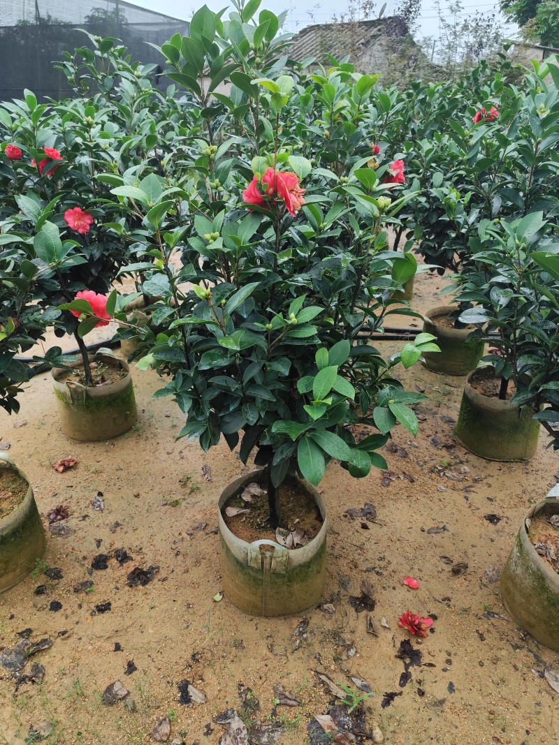 四季茶花3公分大量出售基地直供一手货源欢迎咨询采购