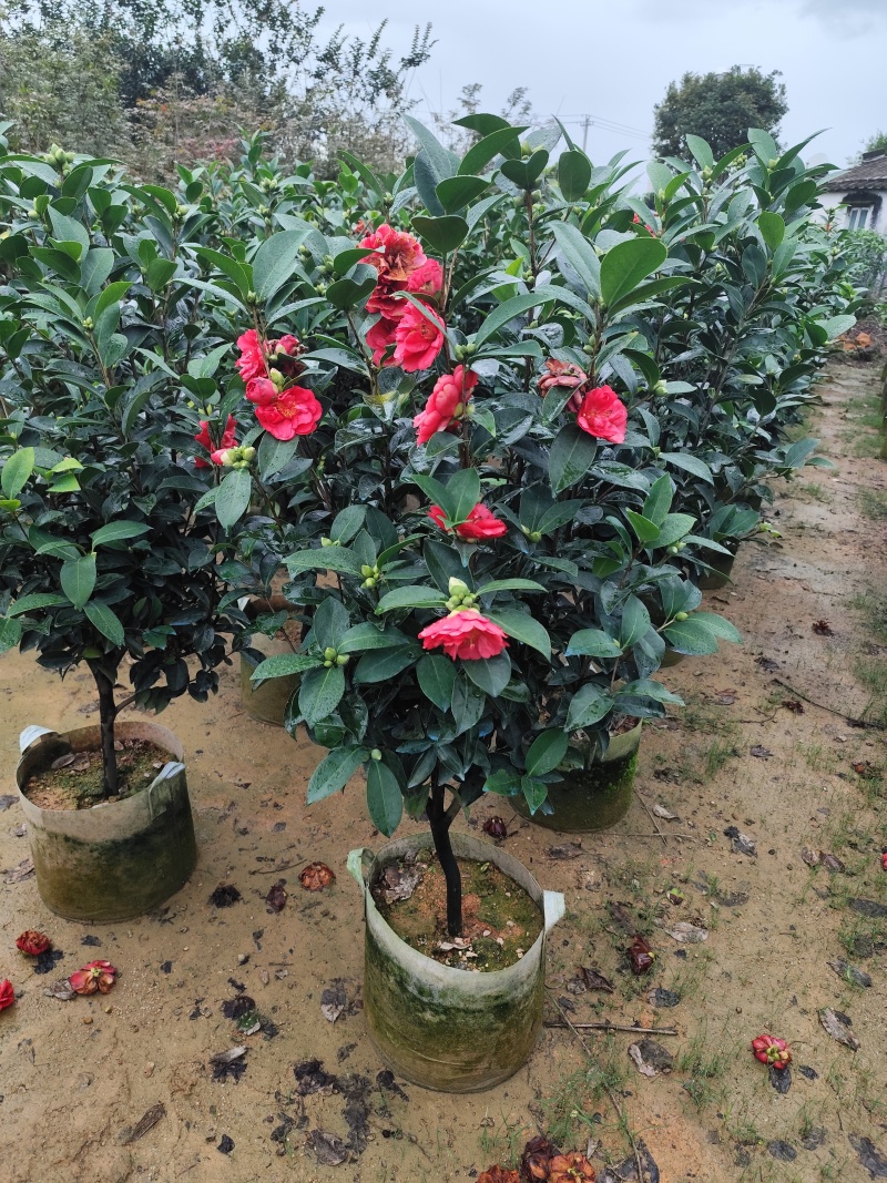 四季茶花3公分大量出售基地直供一手货源欢迎咨询采购