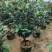 四季茶花3公分大量出售基地直供一手货源欢迎咨询采购