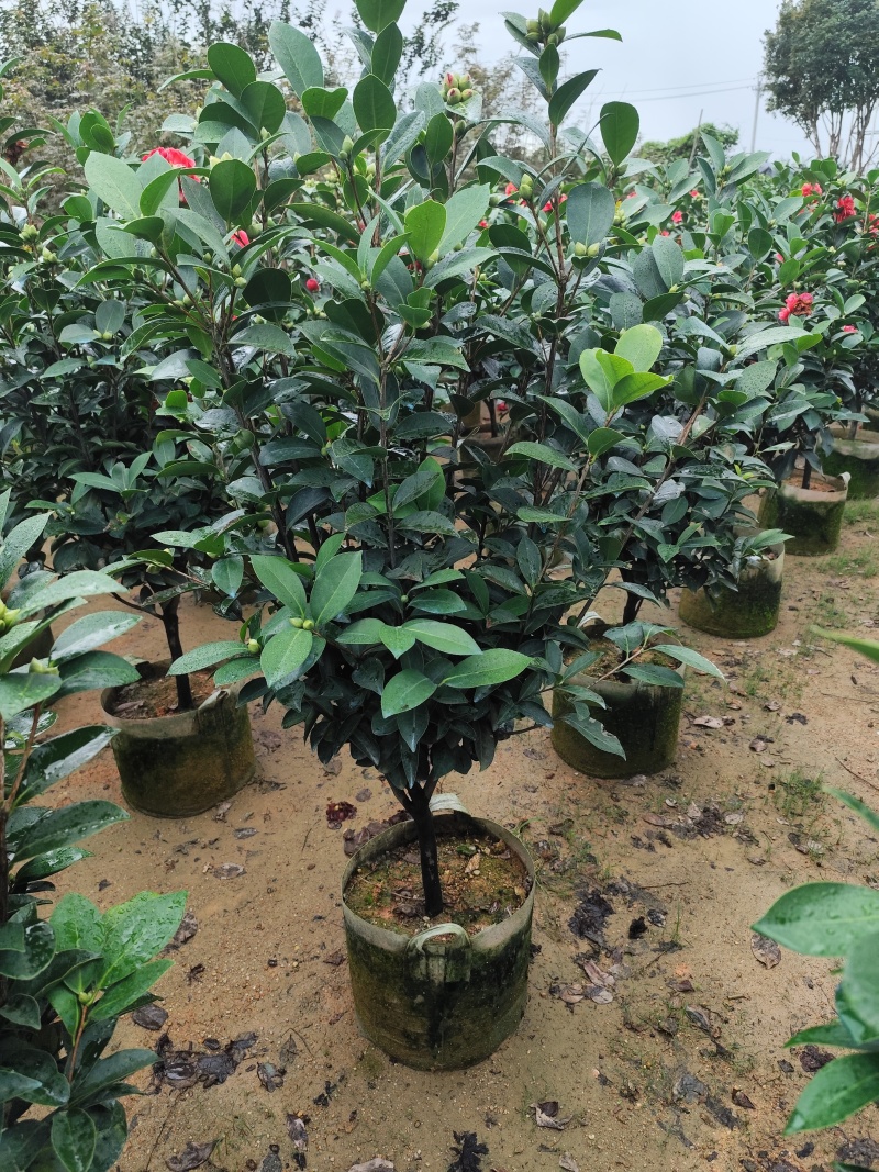 四季茶花3公分大量出售基地直供一手货源欢迎咨询采购