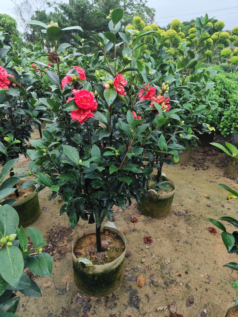四季茶花3公分大量出售基地直供一手货源欢迎咨询采购