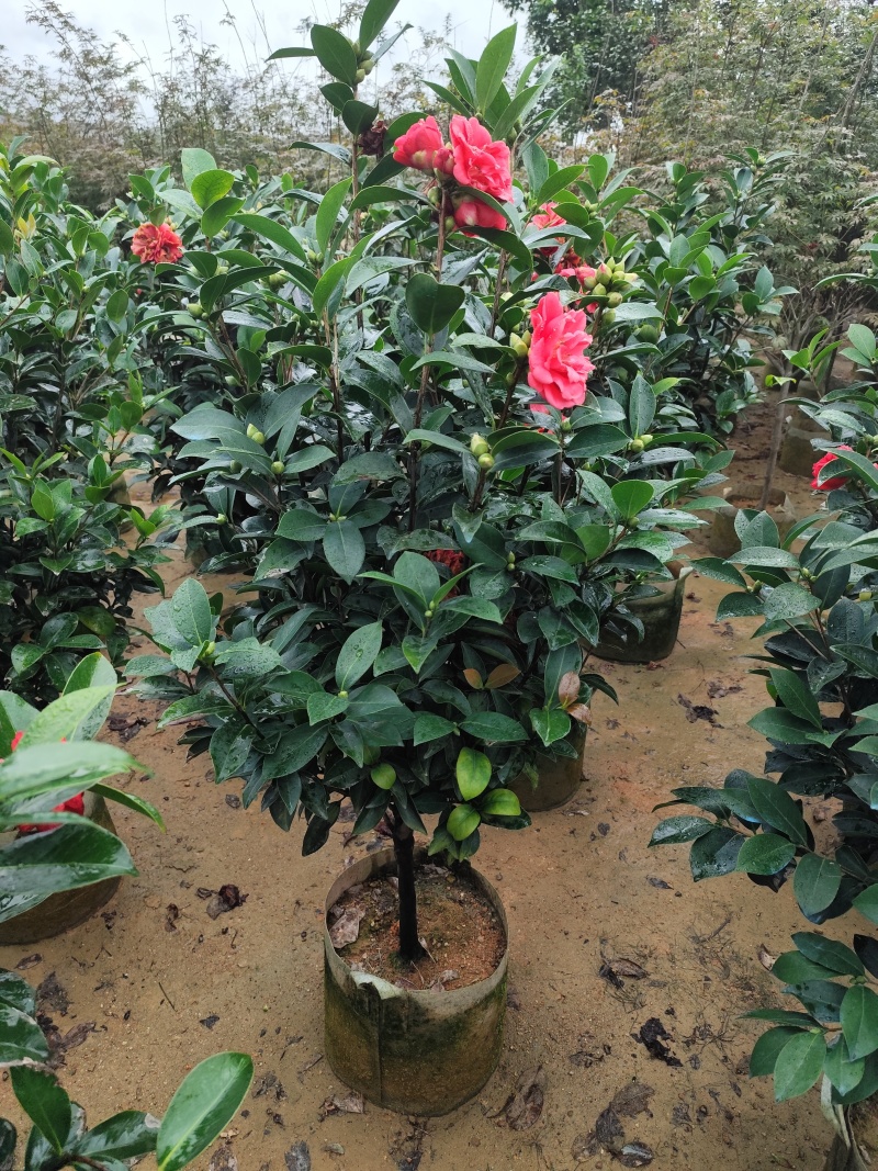 四季茶花3公分大量出售基地直供一手货源欢迎咨询采购