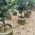 四季茶花3公分大量出售基地直供一手货源欢迎咨询采购