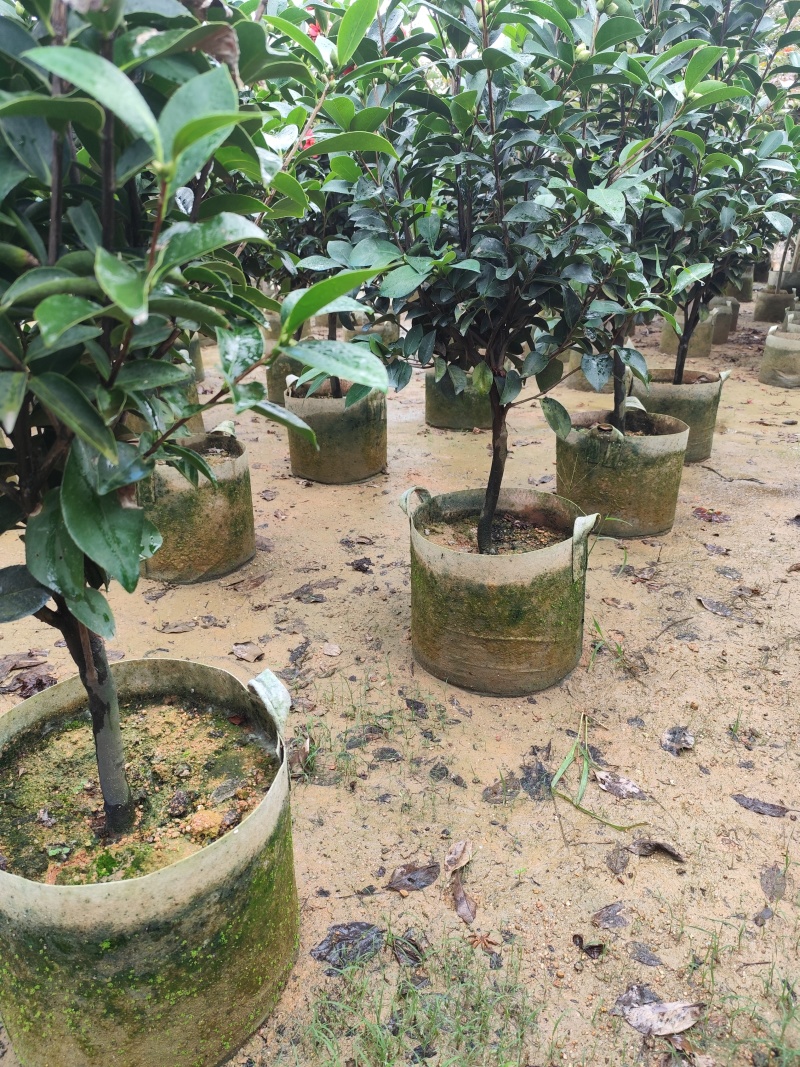 四季茶花3公分大量出售基地直供一手货源欢迎咨询采购
