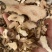 土茯苓