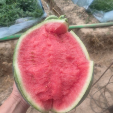 江苏东台甘美4K万亩产地，瓜型好，甜度高，品质优，