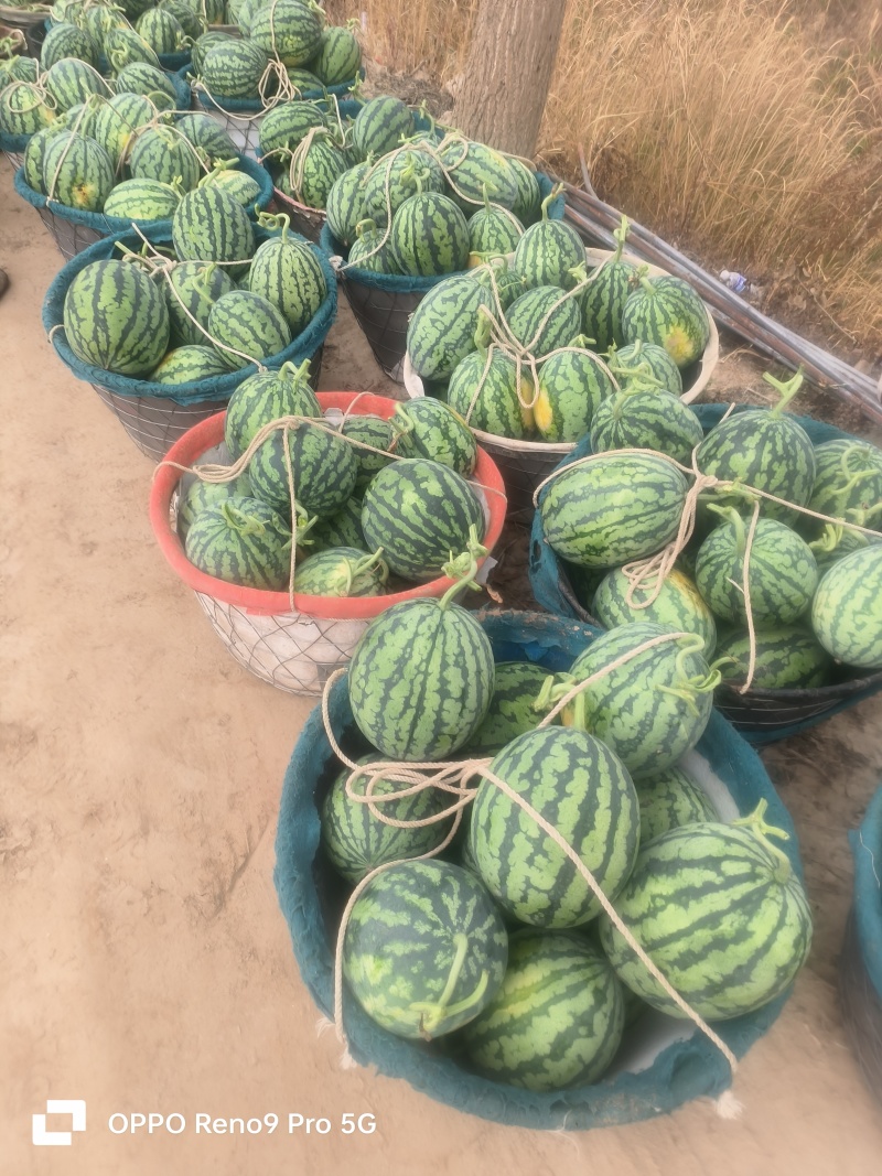 江苏东台甘美4K万亩产地，瓜型好，甜度高，品质优，