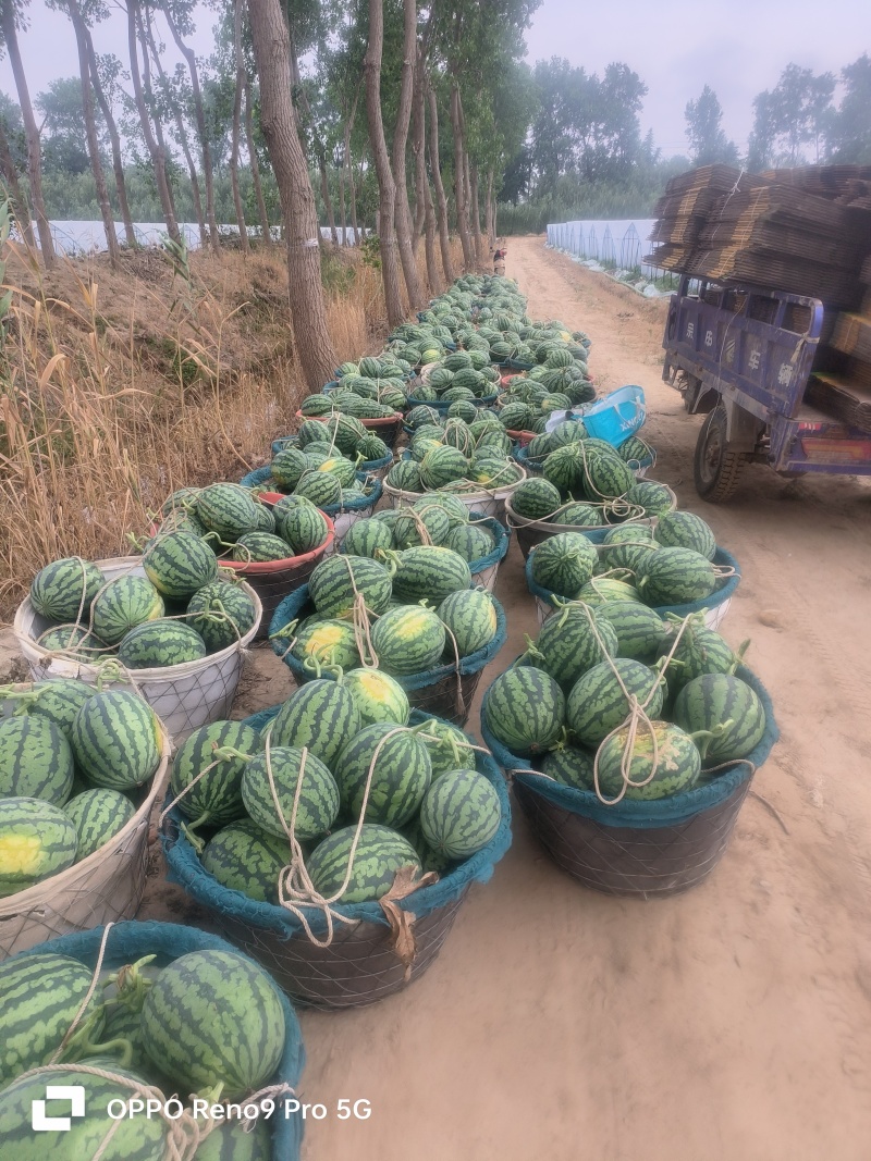 江苏东台甘美4K万亩产地，瓜型好，甜度高，品质优，