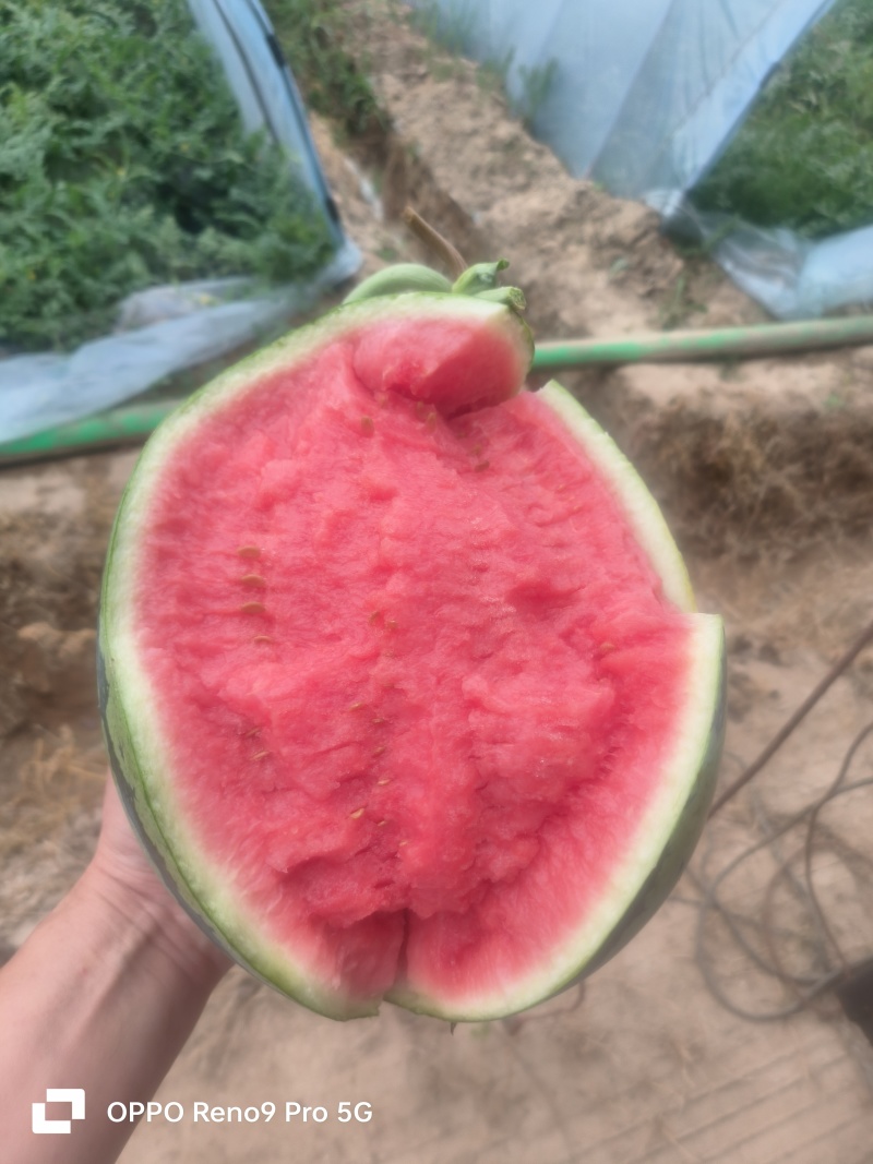 江苏东台甘美4K万亩产地，瓜型好，甜度高，品质优，